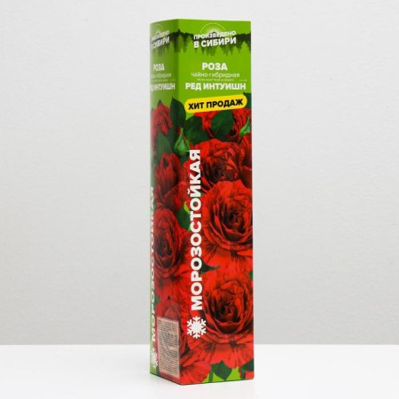 Rosa seedling Red Intuish, spring 2024, 1 pc.