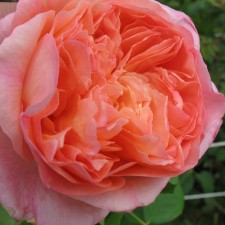 Seedling rose 