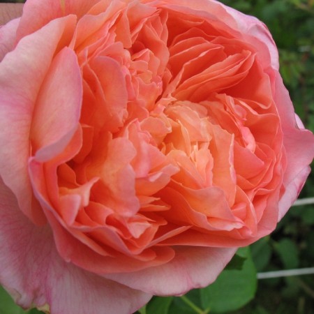 Seedling rose "Henri Delbar", tube, spring 2025