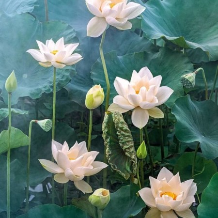 Puzzle "White Lotus", 1000 elements-1