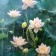 Puzzle "White Lotus", 1000 elements