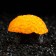 Decor for the Aquarium Coral Faviidae, 5 x 2.5 cm, silicone, orange