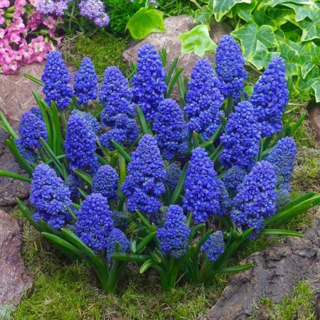 Muscari Armenian Blue Spike, 7/8 rr, 10 pcs, 15-20 h (cm), autumn 2024