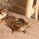 Compass "Turtle" Brass 10x10x3.5 cm