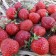 Strawberry garden allegro, p9 pot, 1 pc, summer 2024