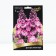 Dolphinium High Delphis Pink Paue, rr I, 1 pc, spring 2025