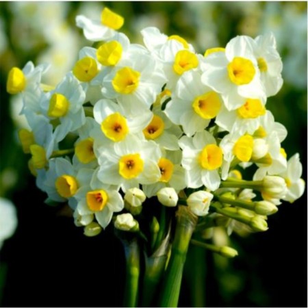 Narcissus Tatzettoid Avalansche, 13/15 rr, 5 pcs, 40 h (cm), autumn 2024