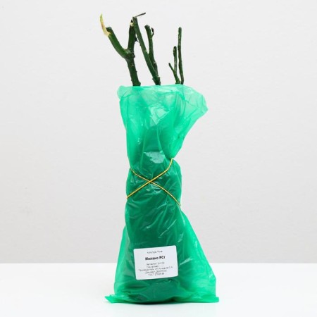 Milano rose seedling 1 pc, spring 2021-2