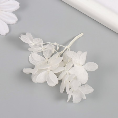 Sukhotzet "hydrangea" white h = 6-6.5 cm-2