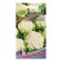 Cabbage seeds "Snow Maiden", 12 pcs