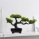 Bonsai in the pot "Delogs tree" 10.5x15 cm
