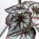 Bonsai in the pot "Kaladium premium Extra" 21x10 cm, mix