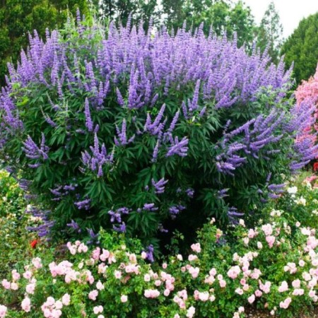 Safe Vitex Sacred "Blue Puffball", P9 pot, summer 2024