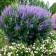 Safe Vitex Sacred "Blue Puffball", P9 pot, summer 2024