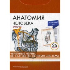Human anatomy: cards. (26 pcs). Cherepers. The autonomic nervous system. Sapin M.R., Nikolenko V.N., Timofeeva M.O.