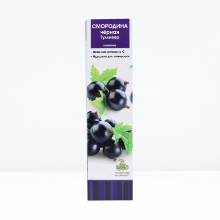 Currants Black traditional varieties "Gulliver", tube, 1 pc, spring 2025