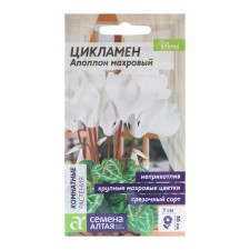 Seeds of indoor flowers Cyclamen 