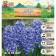 Giacint Dortht Blue, rr 14/15, 3pcs, autumn 2024