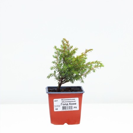 Juniper ordinary "Gold horse", p9, 1pc, h 3-20 cm, spring 2024-1