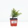 Juniper ordinary "Gold horse", p9, 1pc, h 3-20 cm, spring 2024