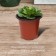 Pot for seedlings, 400 ml, D = 9.6, h = 8.5 cm, Greengo