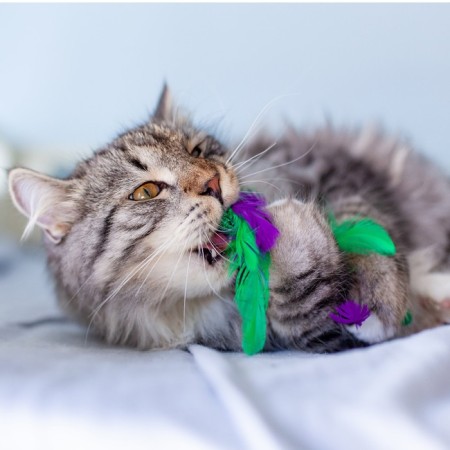 Toy Petestages dental "cabbage" for cats, with cat mint, 20 cm-2