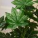 Artificial tree "Fatsia" 80 cm