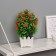 Bonsai in the Bromelia Premium pot 21x7.5 cm, mix