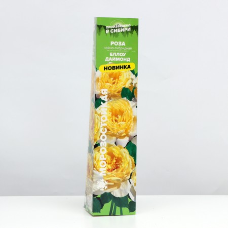 Seedling rose Tea-Hibride Harlou Diamond, 1 pc, spring 2024