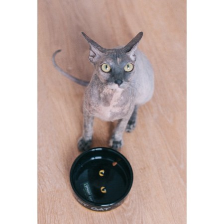 Ceramic bowl "Black cat" 300 ml 12.5 x 4.5 cm, black-orange-6