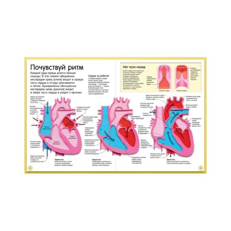 How the human body works. A colorful guide to our body. Winston Robert-9