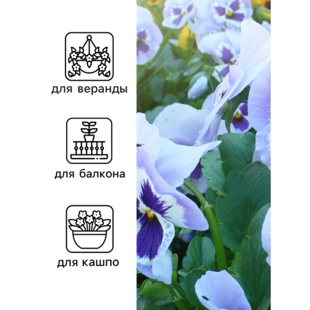 Viola seeds "Baron Marine", F1, 5 pcs.-2