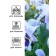 Viola seeds "Baron Marine", F1, 5 pcs.