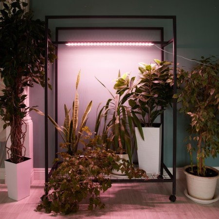 Lamp for plants LED linear, 900 mm Uniel, 14 W, LED, IP65, Color transparent-5