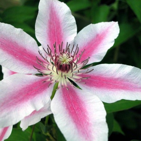 Clematis large-flowered Nelli Moser, C2 pot, H20-40 height, 1 pc, summer 2024