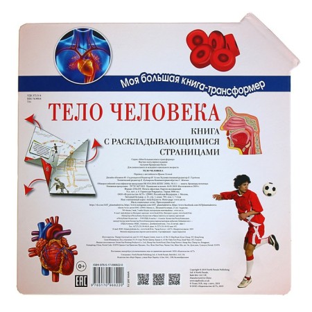 Тело человека-5