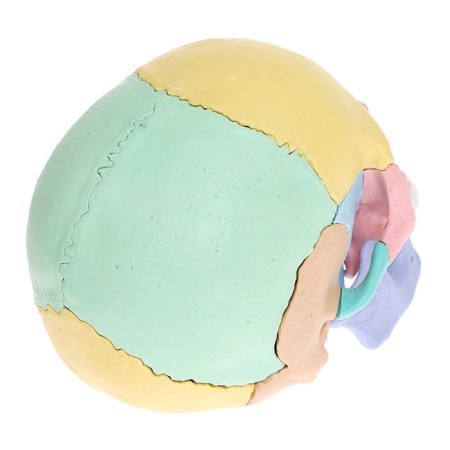 Set for experiments "Human Skull", anatomical model-9