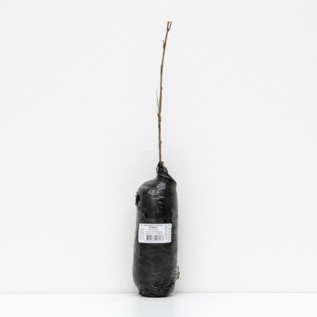 Mulberry black "Nigra" 1 pc, tube, spring 2025-1