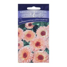 Flowers of calendula flowers terry 