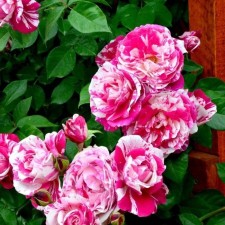 Seedling rose 