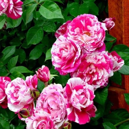 Seedling rose "Ines Sustra", tube, spring 2025