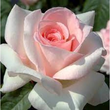 Sahenian Rosa Tea-Hibride "Alexander Pushkin", 1 pc, spring 2024