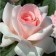 Sahenian Rosa Tea-Hibride "Alexander Pushkin", 1 pc, spring 2024