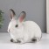 The piggy bank "Rabbit No. 1 is white with black tips" height 14 cm, width 10 cm, length 18 cm.