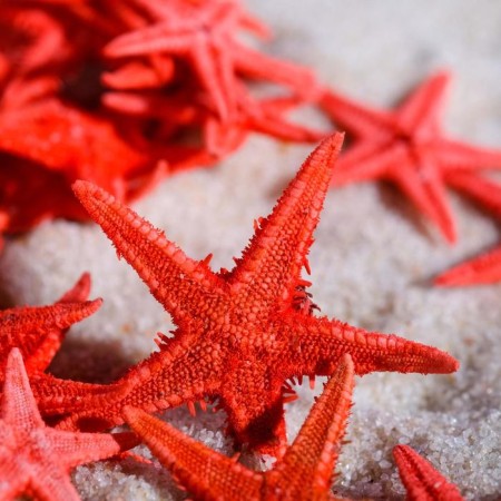 A set of natural sea stars, 1.5-2 cm, 20 pcs, red-2