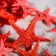 A set of natural sea stars, 1.5-2 cm, 20 pcs, red