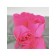 Soap roses, fuchsia, set 3 pcs.