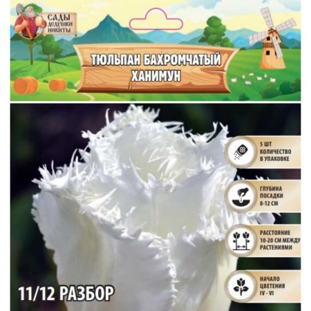 Tulip fringe Hanimun, rr 11/12, 5 pcs, autumn 2024