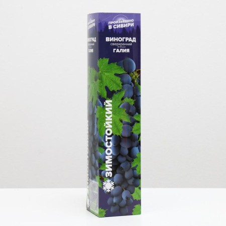 Galia Grape seedling, spring 2024, 1 pc.