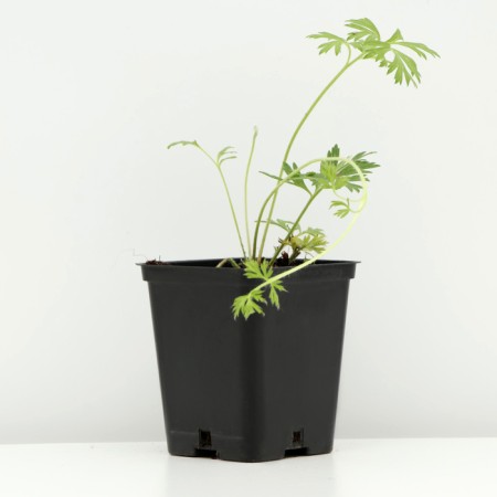 Occupational shelter, P9 pot, 1 pc, Spring 2024-1